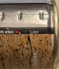 Lion Beer Can – Wildlife Series #1 Lion – South Africa – 11.5 Ounce