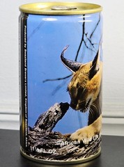 SIMBA #21 BIG CAT CARACAL AFRICA WILDLIFE BEER CAN SWAZILAND DARIEN, CONNECTICUT