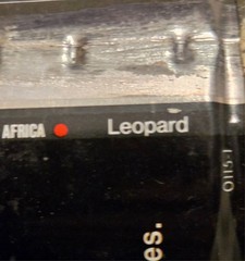 Lion Beer Can – Wildlife Series #3 Leopard – South Africa – 11.5 Ounce